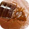 Small close up of bed bug