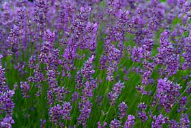 Field of lavender