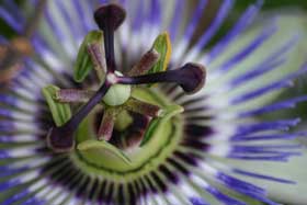 Close-up of a passion flower