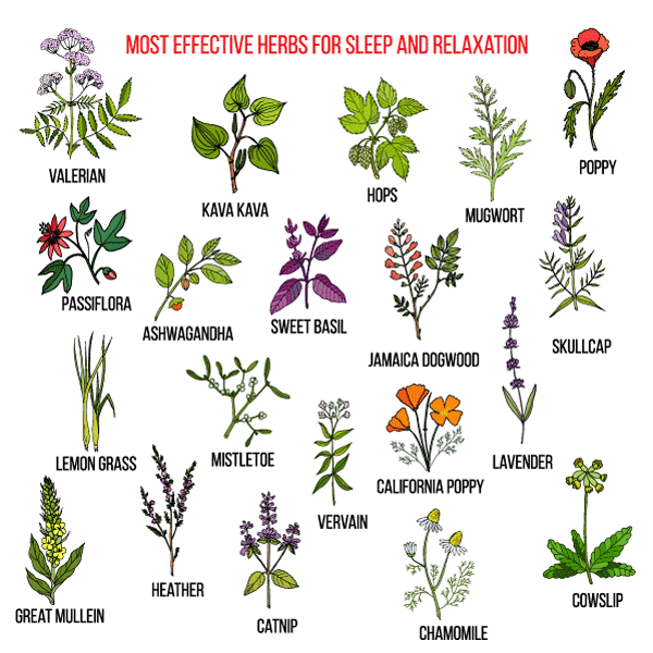 Illustration of most effective herbs for sleep and relaxation.