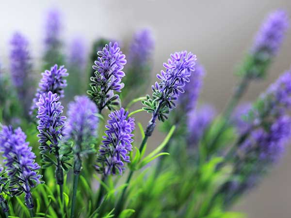 Close up of lavender bouquet