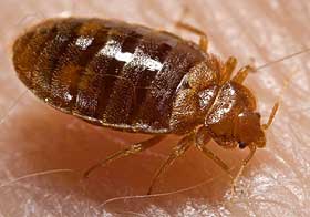 Close-up of bed bug.